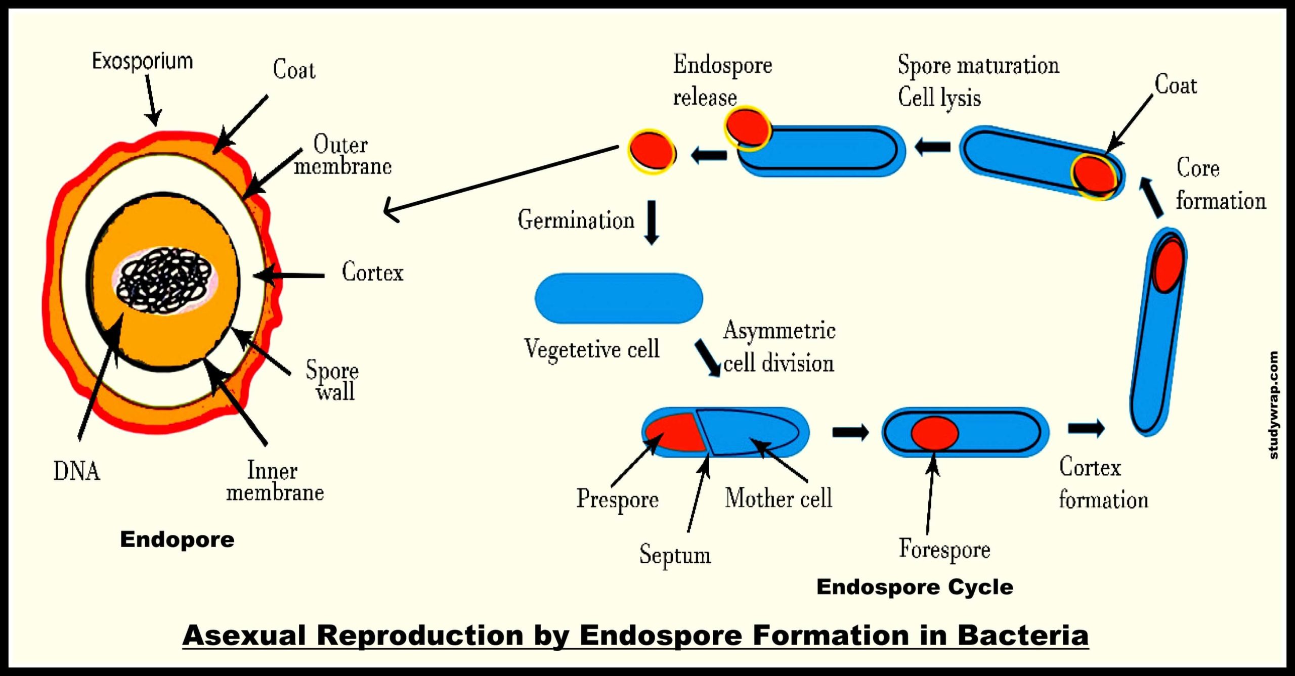 Mode of Reproduction in Bacteria, Vegetative Reproduction, Asexual and Sexual Reproduction, budding, Endospore formation, Transformation etc. biology notes by Studywrap.com