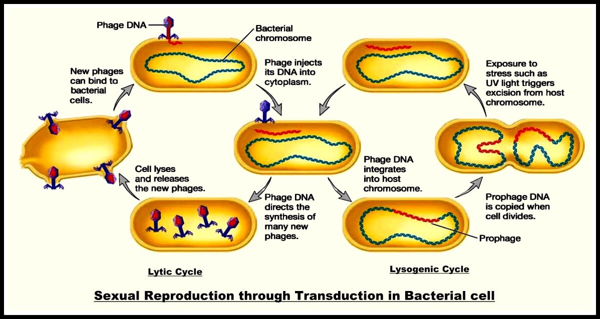 Sexual Reproduction by transduction in bacteria , biology notes by Studywrap.com