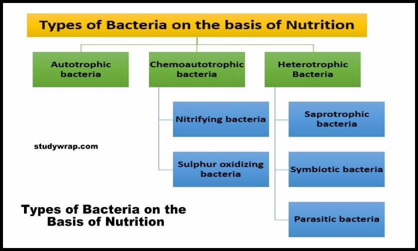 Classification of Bacteria on the basis of nutrition, on the basis of Respiration, on the basis of Stain, on the basis of Shape, Bacteria shapes, biology notes on Studywrap.com