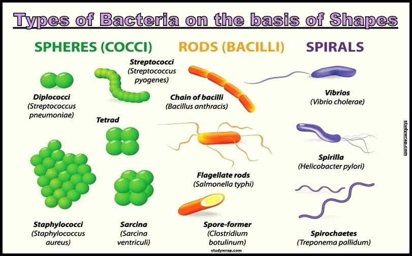 Types of Bacteria, on the basis of nutrition, on the basis of Respiration, on the basis of Stain, on the basis of Shape, Bacteria shapes, biology notes on Studywrap.com